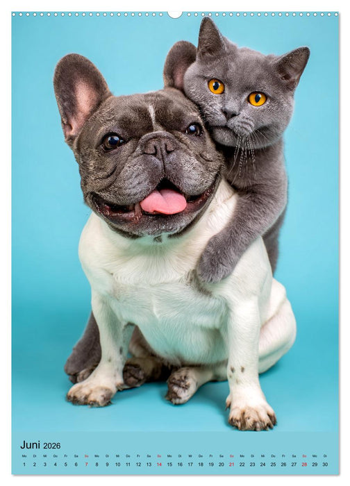 Freundschaftskalender - Katzen und Hunde, beste Freunde in Umarmung (CALVENDO Premium Wandkalender 2026)