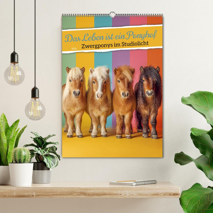 Das Leben ist ein Ponyhof - Zwergponys im Studiolicht (CALVENDO Wandkalender 2026)