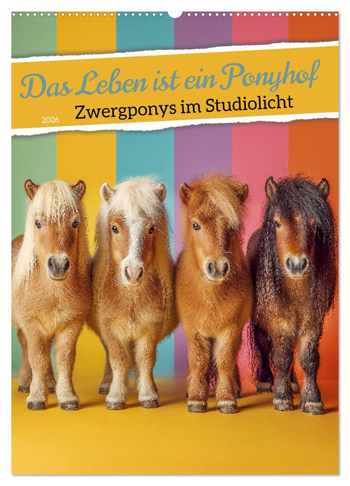 Das Leben ist ein Ponyhof - Zwergponys im Studiolicht (CALVENDO Wandkalender 2026)