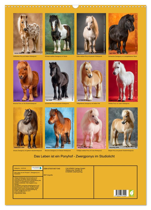 Das Leben ist ein Ponyhof - Zwergponys im Studiolicht (CALVENDO Wandkalender 2026)