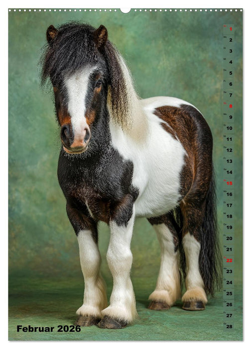 Das Leben ist ein Ponyhof - Zwergponys im Studiolicht (CALVENDO Wandkalender 2026)
