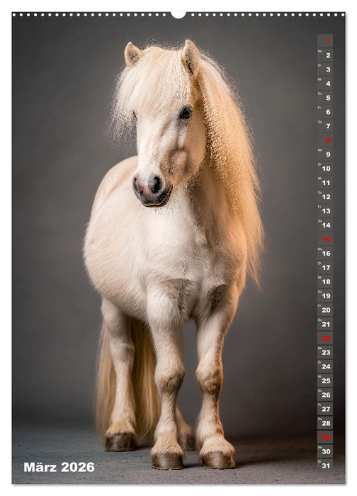 Das Leben ist ein Ponyhof - Zwergponys im Studiolicht (CALVENDO Wandkalender 2026)