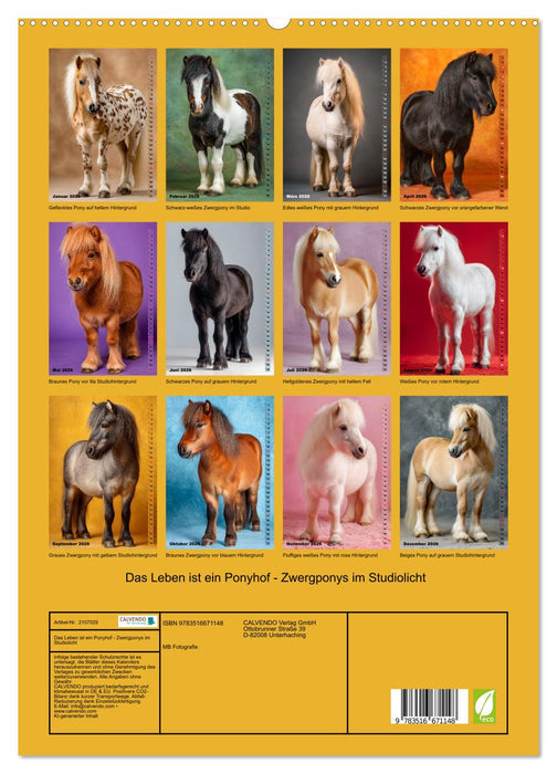 Das Leben ist ein Ponyhof - Zwergponys im Studiolicht (CALVENDO Premium Wandkalender 2026)