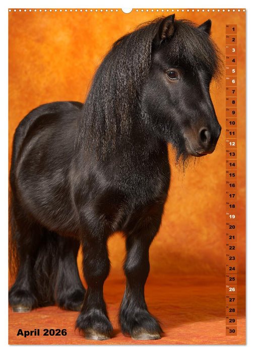 Das Leben ist ein Ponyhof - Zwergponys im Studiolicht (CALVENDO Premium Wandkalender 2026)