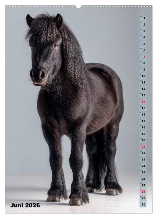 Das Leben ist ein Ponyhof - Zwergponys im Studiolicht (CALVENDO Premium Wandkalender 2026)