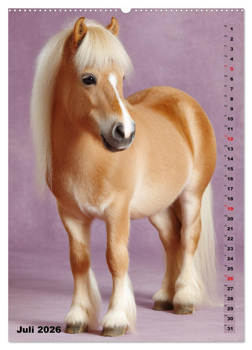 Das Leben ist ein Ponyhof - Zwergponys im Studiolicht (CALVENDO Premium Wandkalender 2026)