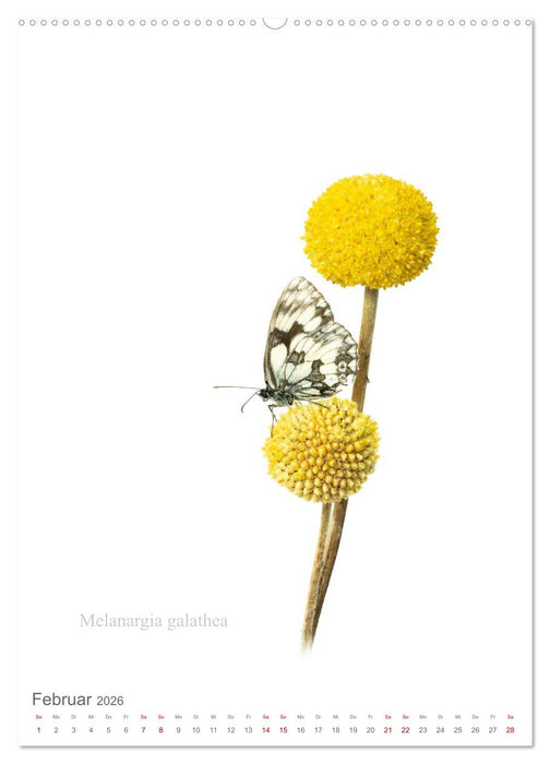 Falter - Kunst (CALVENDO Wandkalender 2026)