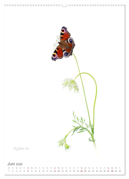 Falter - Kunst (CALVENDO Wandkalender 2026)