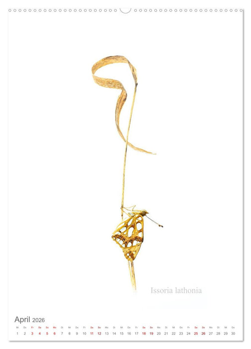 Falter - Kunst (CALVENDO Premium Wandkalender 2026)