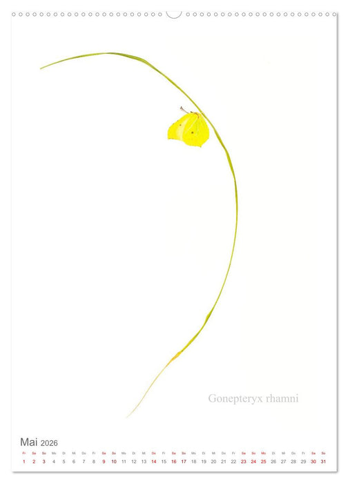 Falter - Kunst (CALVENDO Premium Wandkalender 2026)