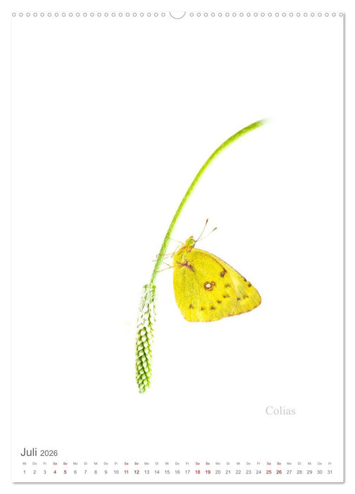 Falter - Kunst (CALVENDO Premium Wandkalender 2026)