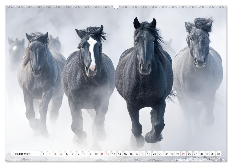 Pferde in freier Natur (CALVENDO Premium Wandkalender 2026)