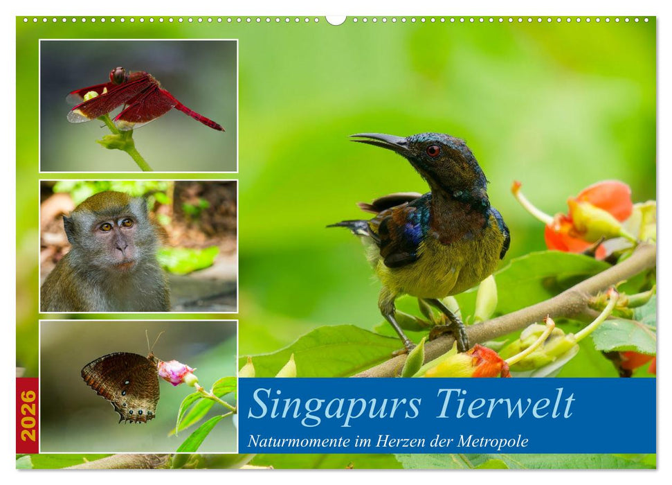 Singapurs Tierwelt (CALVENDO Wandkalender 2026)