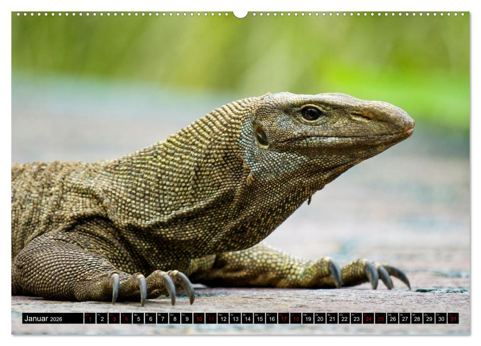 Singapurs Tierwelt (CALVENDO Wandkalender 2026)