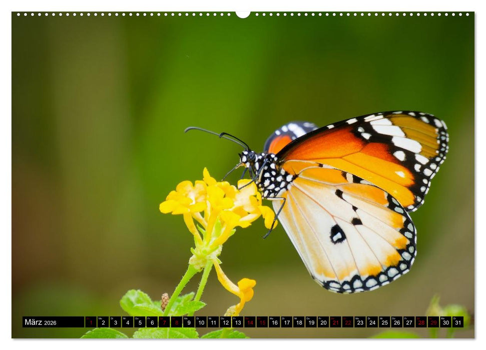 Singapurs Tierwelt (CALVENDO Wandkalender 2026)