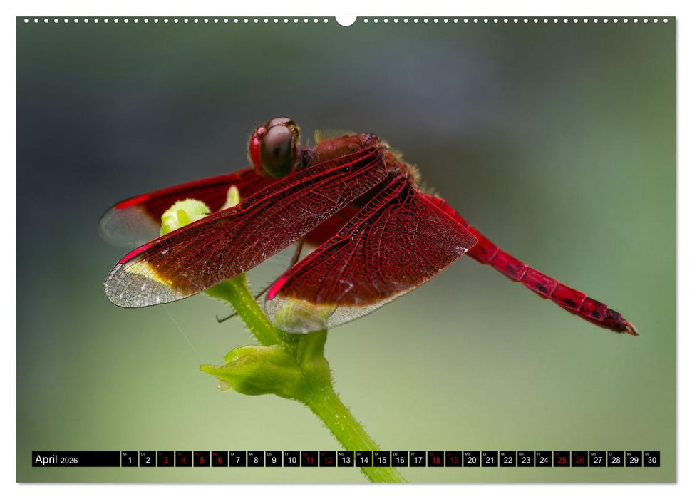 Singapurs Tierwelt (CALVENDO Wandkalender 2026)