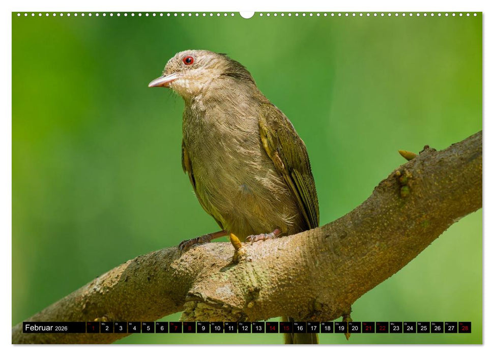 Singapurs Tierwelt (CALVENDO Premium Wandkalender 2026)
