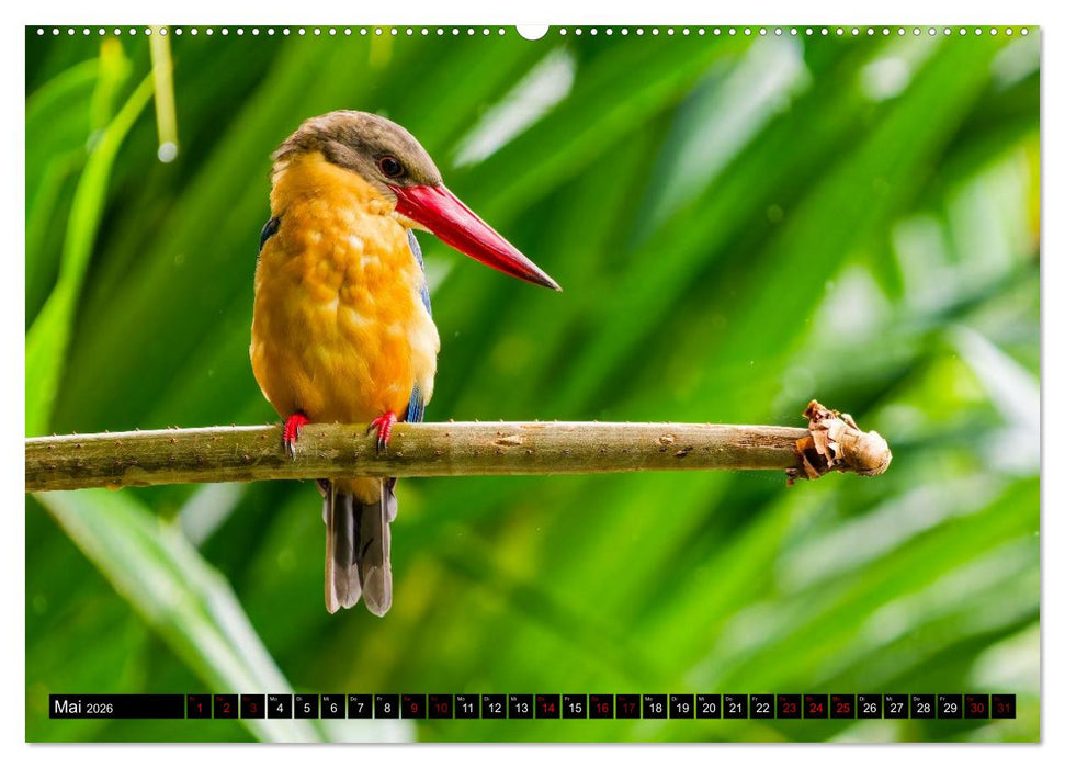 Singapurs Tierwelt (CALVENDO Premium Wandkalender 2026)