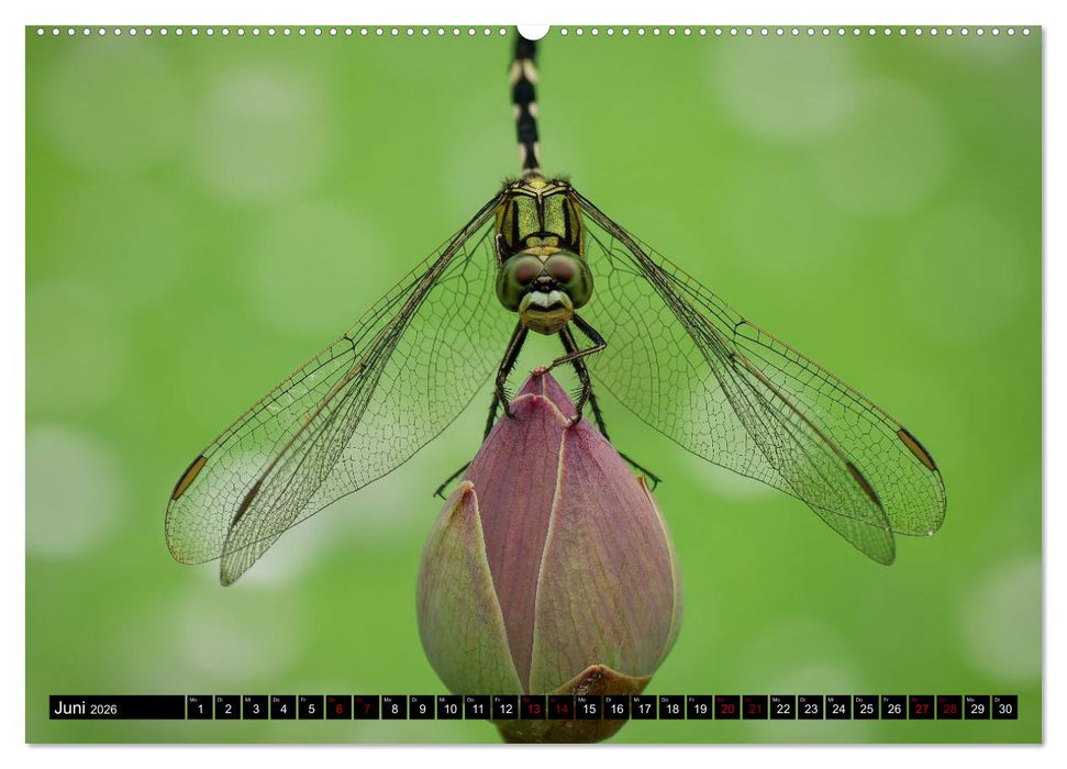 Singapurs Tierwelt (CALVENDO Premium Wandkalender 2026)