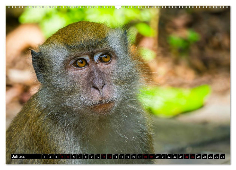 Singapurs Tierwelt (CALVENDO Premium Wandkalender 2026)