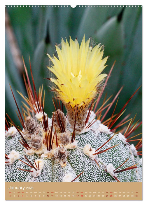 Succulents and Cacti - Strong Thorns, Delicate Blooms (CALVENDO Monthly Calendar 2026)