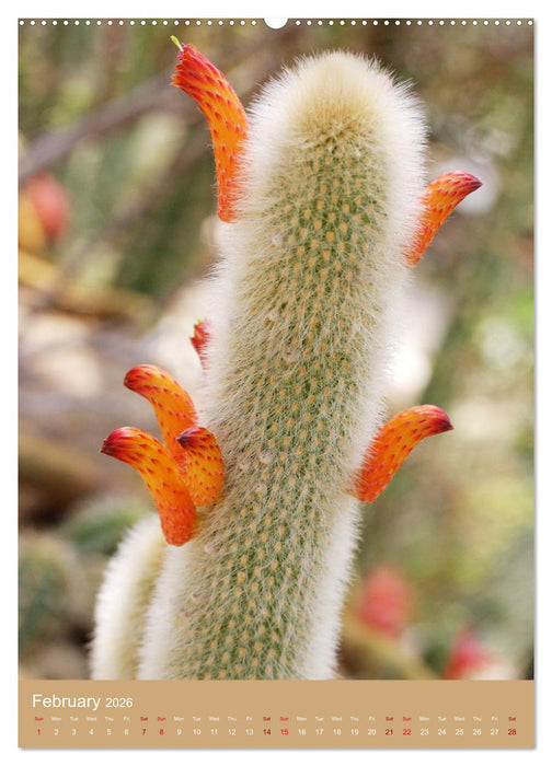 Succulents and Cacti - Strong Thorns, Delicate Blooms (CALVENDO Monthly Calendar 2026)