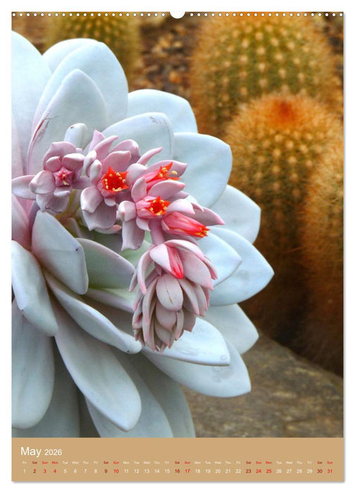 Succulents and Cacti - Strong Thorns, Delicate Blooms (CALVENDO Monthly Calendar 2026)