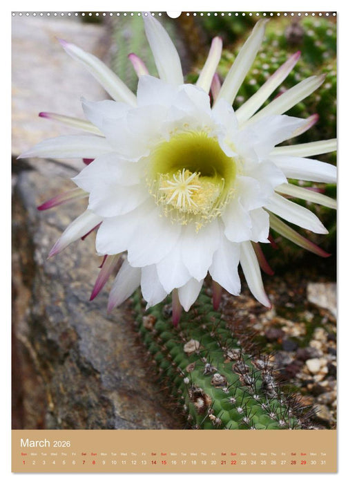 Succulents and Cacti - Strong Thorns, Delicate Blooms (CALVENDO Premium-Calendar 2026)