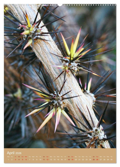 Succulents and Cacti - Strong Thorns, Delicate Blooms (CALVENDO Premium-Calendar 2026)