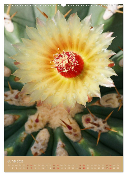 Succulents and Cacti - Strong Thorns, Delicate Blooms (CALVENDO Premium-Calendar 2026)