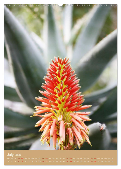 Succulents and Cacti - Strong Thorns, Delicate Blooms (CALVENDO Premium-Calendar 2026)