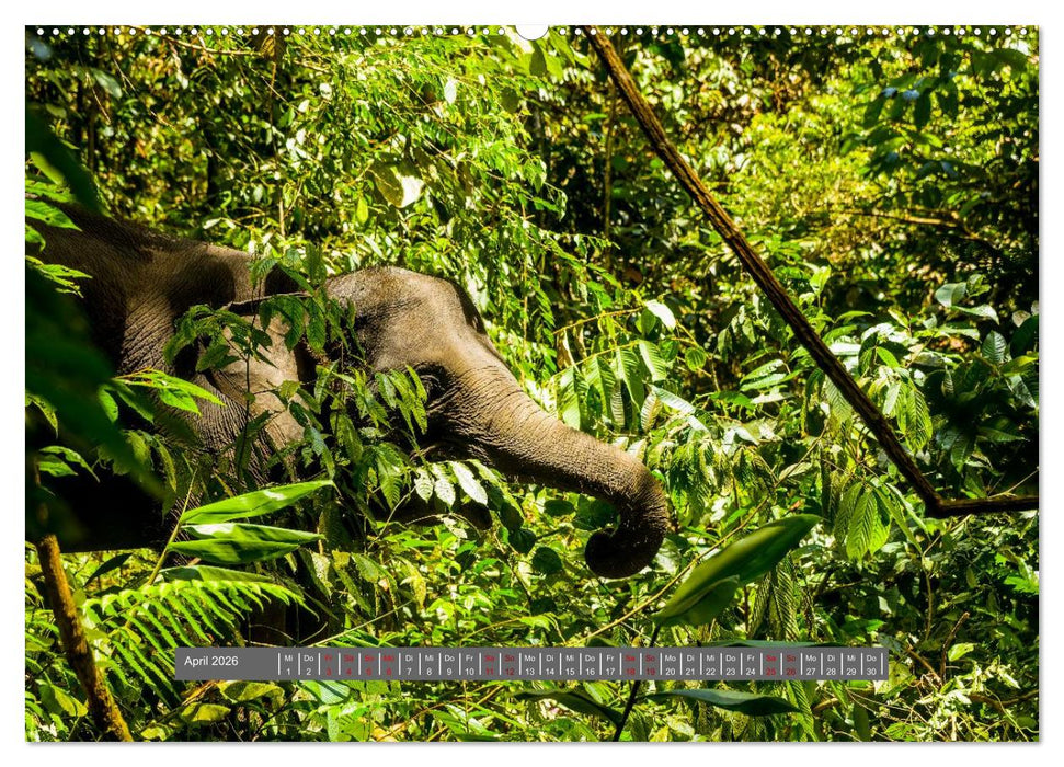 Entdecke Sumatra (CALVENDO Premium Wandkalender 2026)