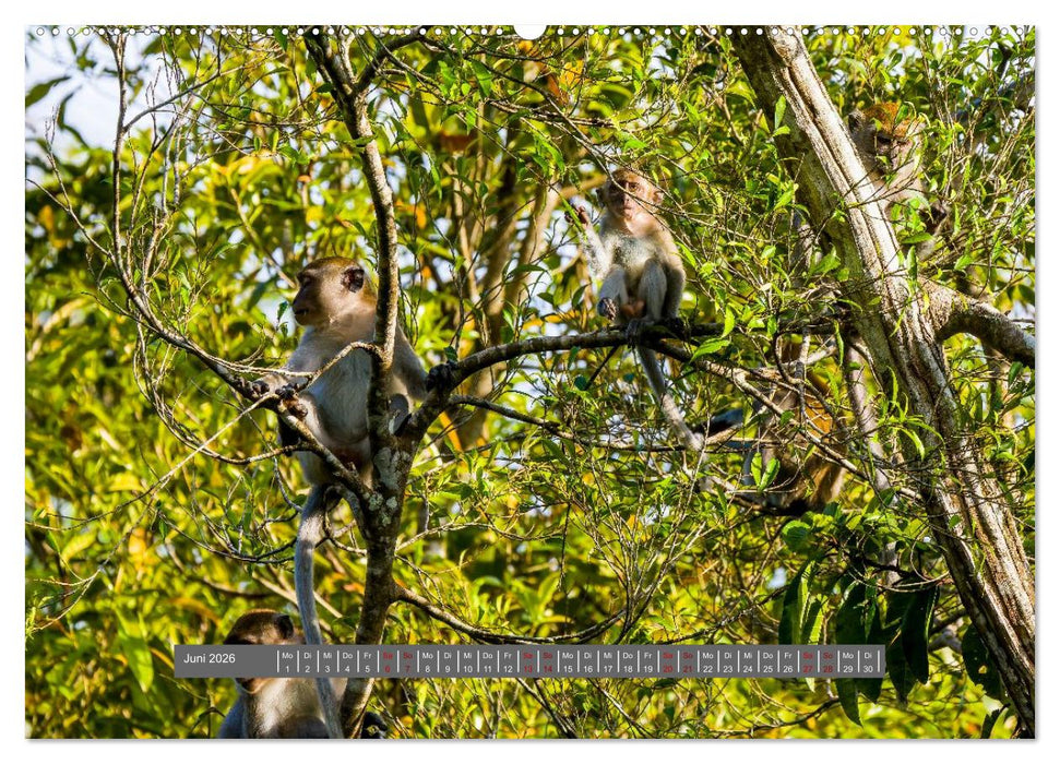 Entdecke Sumatra (CALVENDO Premium Wandkalender 2026)