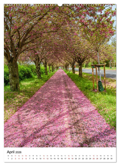 Magdeburg - Die schönsten Momente (CALVENDO Premium Wandkalender 2026)