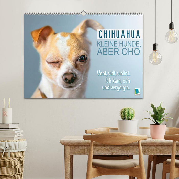 Chihuahua: Kleine Hunde, aber oho (CALVENDO Wandkalender 2026)