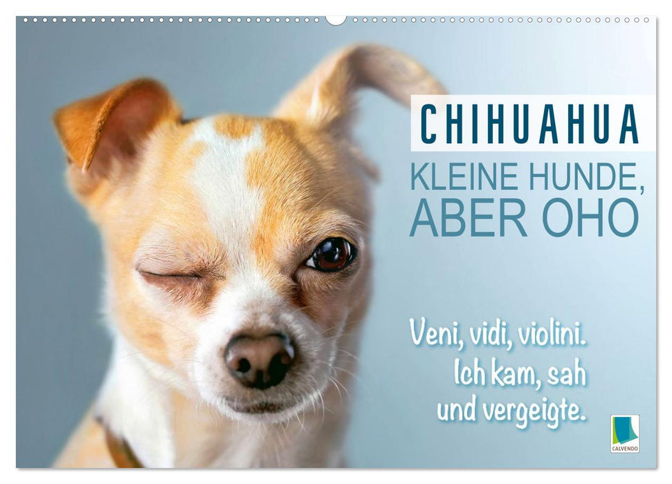 Chihuahua: Kleine Hunde, aber oho (CALVENDO Wandkalender 2026)