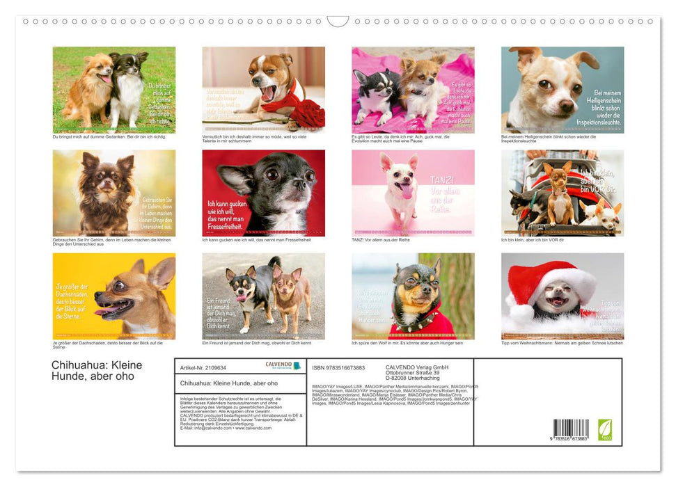 Chihuahua: Kleine Hunde, aber oho (CALVENDO Wandkalender 2026)