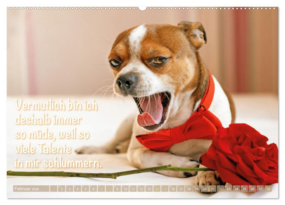Chihuahua: Kleine Hunde, aber oho (CALVENDO Wandkalender 2026)