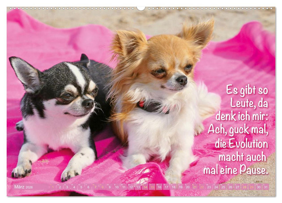 Chihuahua: Kleine Hunde, aber oho (CALVENDO Wandkalender 2026)