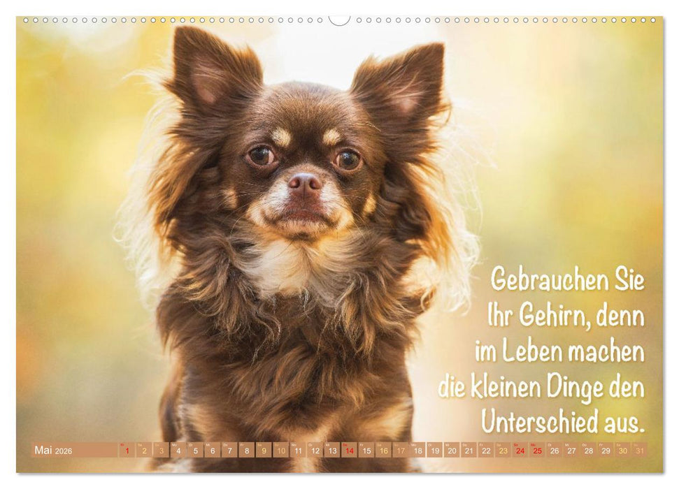 Chihuahua: Kleine Hunde, aber oho (CALVENDO Wandkalender 2026)