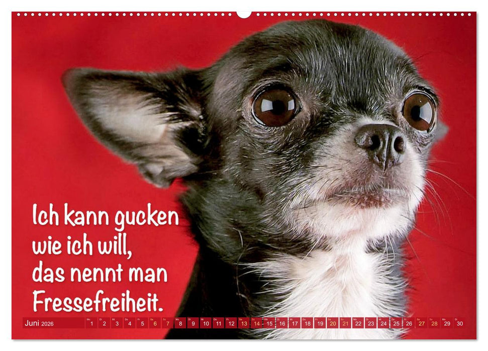Chihuahua: Kleine Hunde, aber oho (CALVENDO Wandkalender 2026)