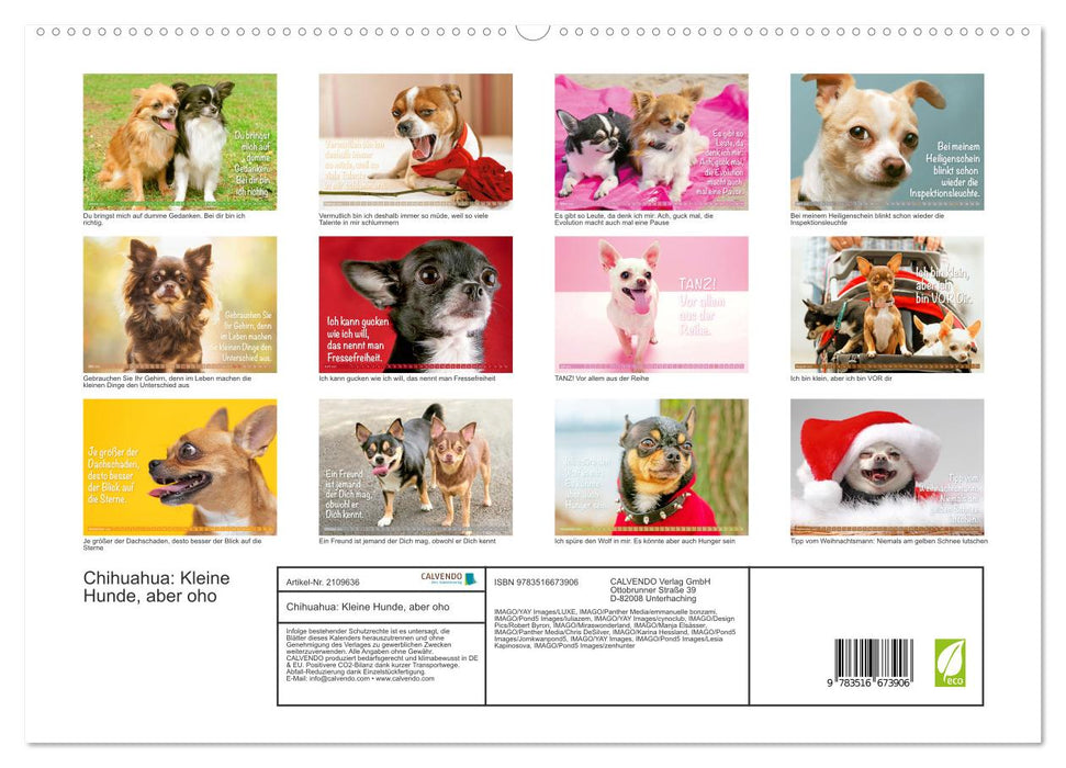 Chihuahua: Kleine Hunde, aber oho (CALVENDO Premium Wandkalender 2026)