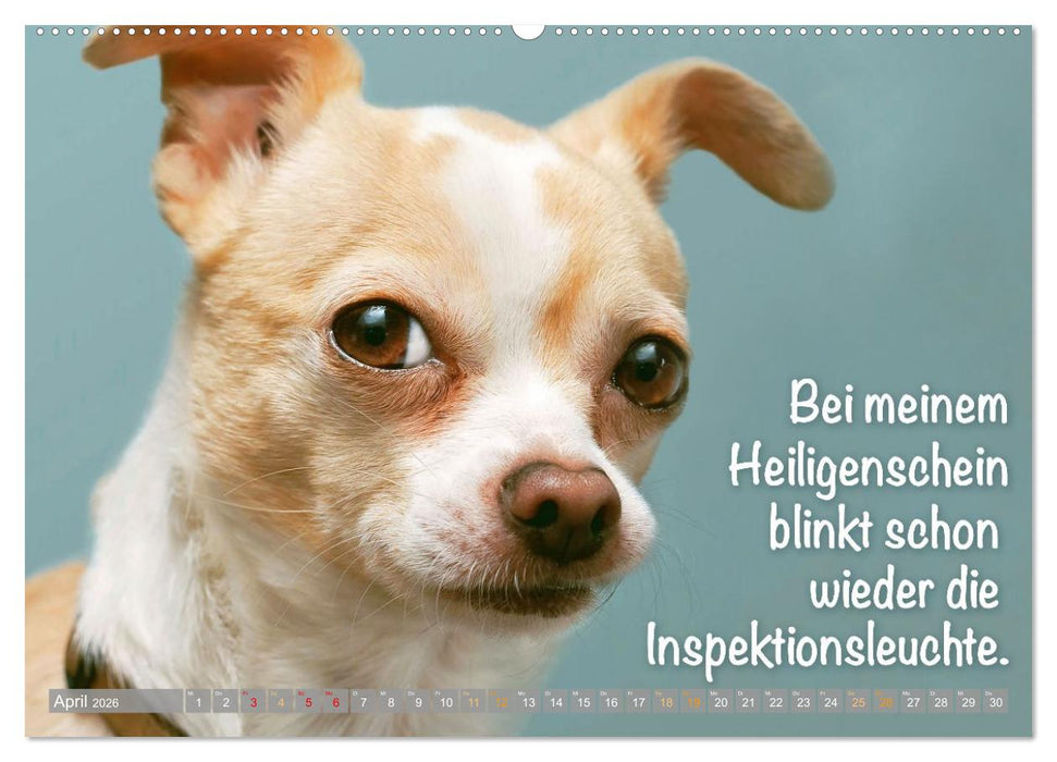 Chihuahua: Kleine Hunde, aber oho (CALVENDO Premium Wandkalender 2026)