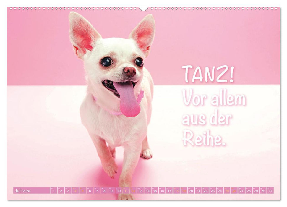 Chihuahua: Kleine Hunde, aber oho (CALVENDO Premium Wandkalender 2026)