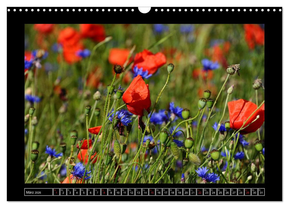 Roter Mohn, bunte Wiesen (CALVENDO Wandkalender 2026)