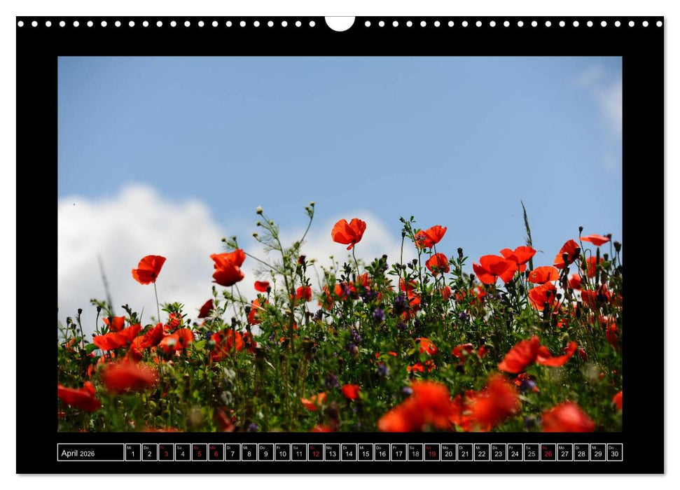 Roter Mohn, bunte Wiesen (CALVENDO Wandkalender 2026)