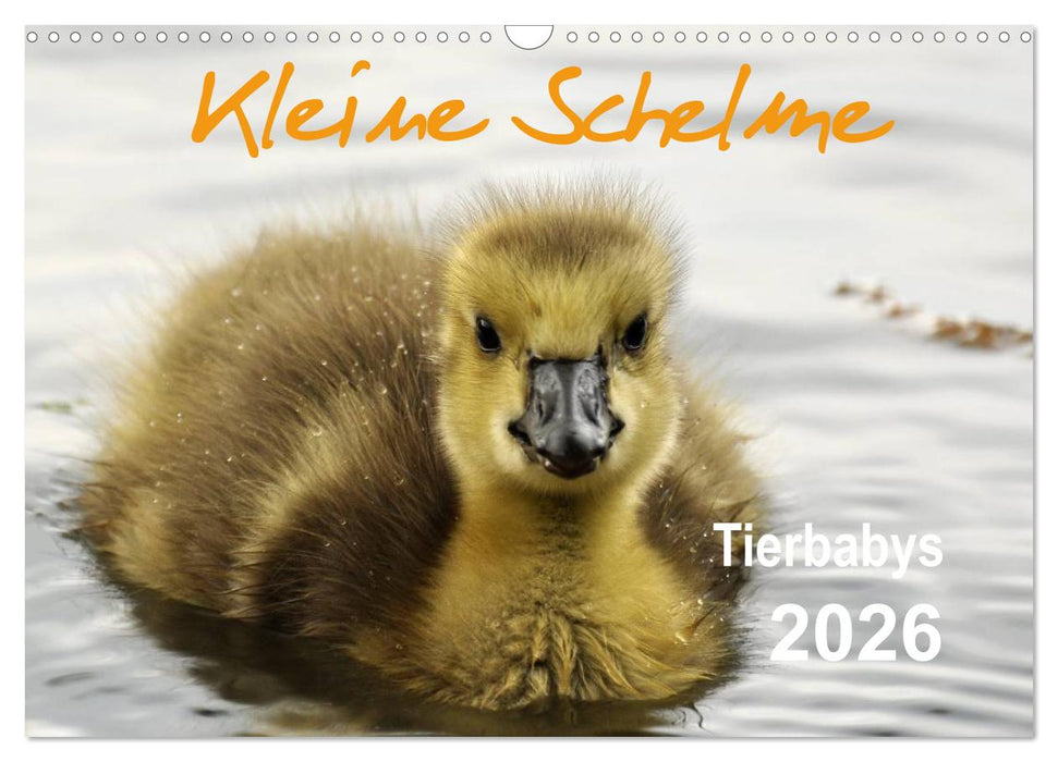Kleine Schelme - Tierbabys (CALVENDO Wandkalender 2026)