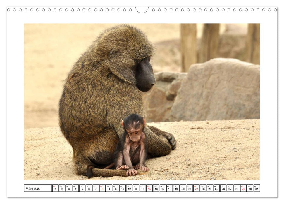 Kleine Schelme - Tierbabys (CALVENDO Wandkalender 2026)