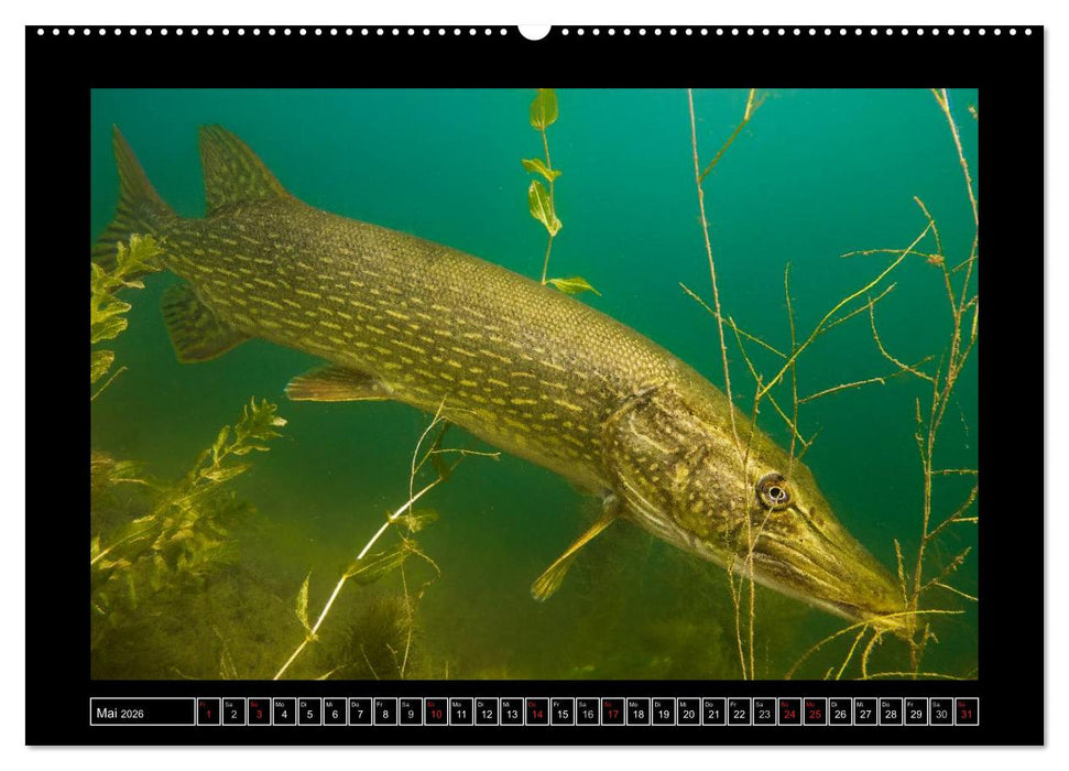 Der Hecht - Tauchen Sie ab mit Daniel Hohlfeld (CALVENDO Premium Wandkalender 2026)