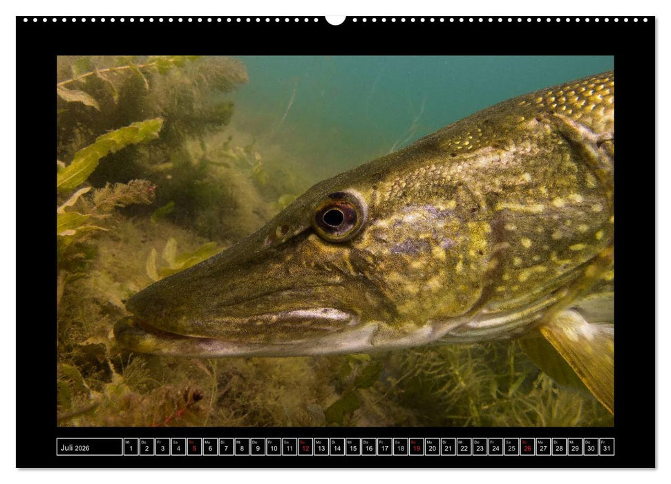 Der Hecht - Tauchen Sie ab mit Daniel Hohlfeld (CALVENDO Premium Wandkalender 2026)